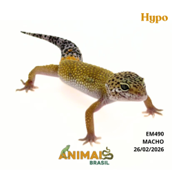 Gecko (Lagartixa Leopardo) - Em490 - Hypo