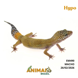 Gecko (Lagartixa Leopardo) - Em490 - Hypo