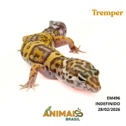 Gecko (Lagartixa Leopardo)...