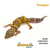 Gecko (Lagartixa Leopardo) - Em496 - Tremper