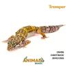 Gecko (Lagartixa Leopardo) - Em496 - Tremper