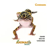 Gecko (Lagartixa Leopardo) - Em499 - Comum