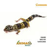 Gecko (Lagartixa Leopardo) - Em499 - Comum