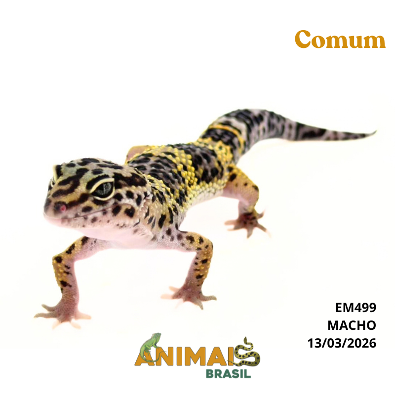 Gecko (Lagartixa Leopardo) - Em499 - Comum