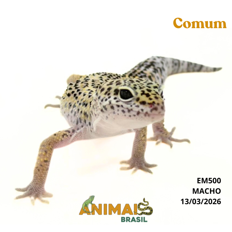 Gecko (Lagartixa Leopardo) - Em500 - Comum