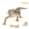Gecko (Lagartixa Leopardo) - Em500 - Comum