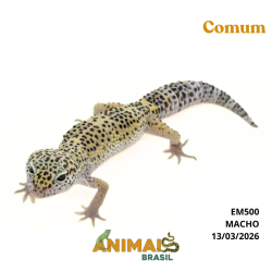Gecko (Lagartixa Leopardo) - Em500 - Comum