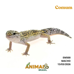 Gecko (Lagartixa Leopardo) - Em500 - Comum