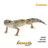 Gecko (Lagartixa Leopardo) - Em500 - Comum