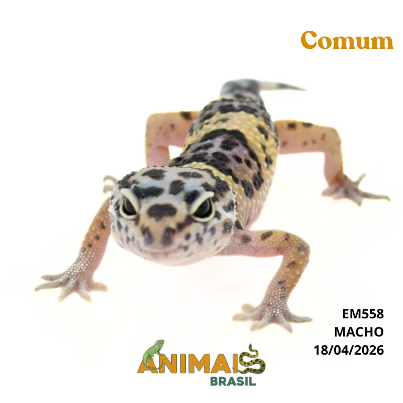 Gecko (Lagartixa Leopardo) - Em558 - Comum