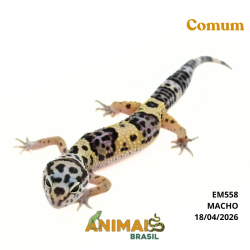 Gecko (Lagartixa Leopardo) - Em558 - Comum