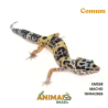 Gecko (Lagartixa Leopardo) - Em558 - Comum