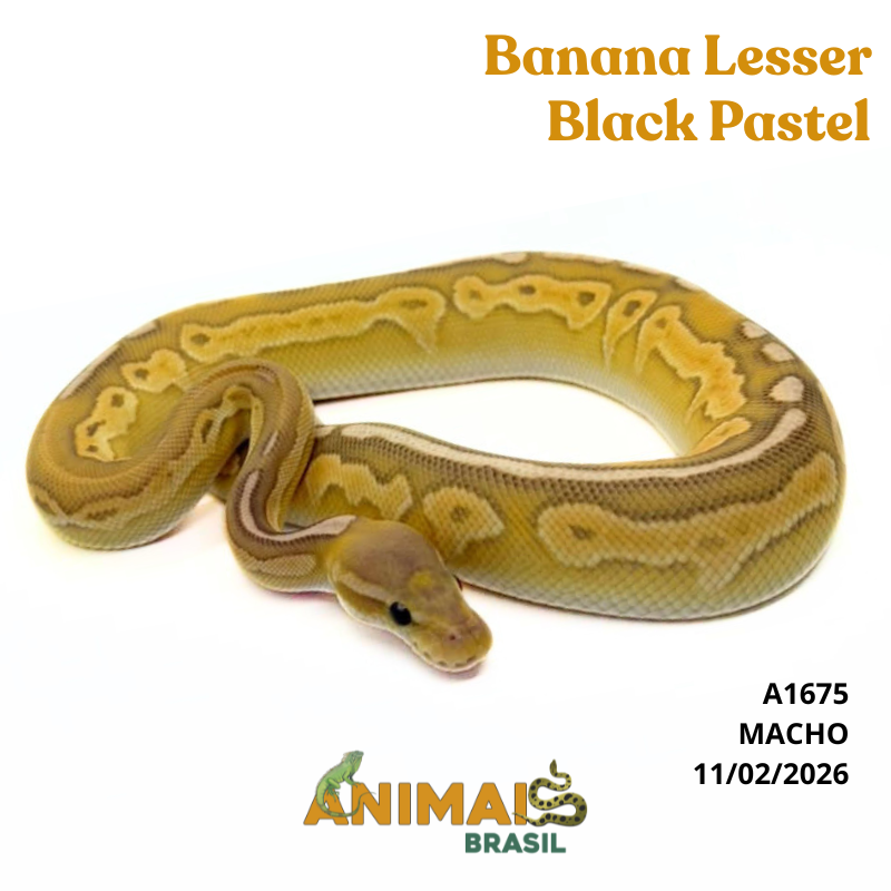 Píton bola - (Python regius) - A1675 - Banana Lesser Black Pastel