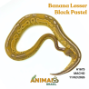 Píton bola - (Python regius) - A1675 - Banana Lesser Black Pastel