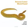 Píton bola - (Python regius) - A1675 - Banana Lesser Black Pastel