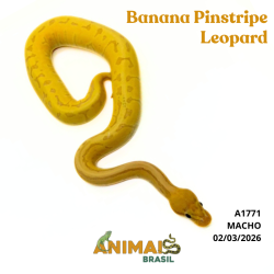 Píton bola - (Python regius) - A1771 - Banana Pinstripe Leopard