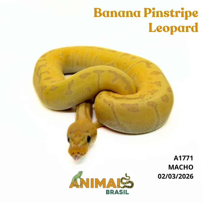 Píton bola - (Python regius) - A1771 - Banana Pinstripe Leopard