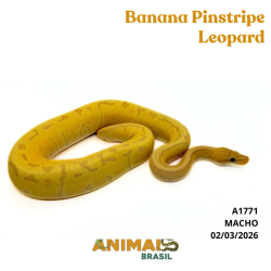 Píton bola - (Python regius) - A1771 - Banana Pinstripe Leopard