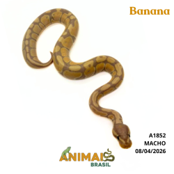 Píton bola - (Python regius) - A1852 - Banana