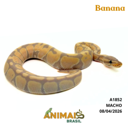 Píton bola - (Python regius) - A1852 - Banana