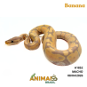 Píton bola - (Python regius) - A1852 - Banana