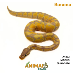 Píton bola - (Python regius) - A1853 - Banana