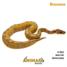 Píton bola - (Python regius) - A1853 - Banana