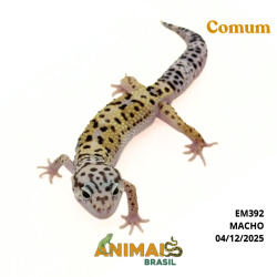 Gecko (Lagartixa Leopardo) - Em392 - Comum