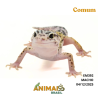 Gecko (Lagartixa Leopardo) - Em392 - Comum