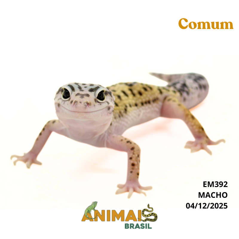 Gecko (Lagartixa Leopardo) - Em392 - Comum