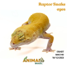 Gecko (Lagartixa Leopardo) - Em407 - Raptor Snake eyes