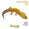Gecko (Lagartixa Leopardo) - Em407 - Raptor Snake eyes