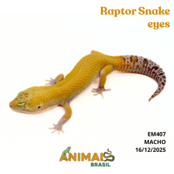 Gecko (Lagartixa Leopardo) - Em407 - Raptor Snake eyes