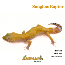 Gecko (Lagartixa Leopardo) - Em452 - Sunglow Raptor