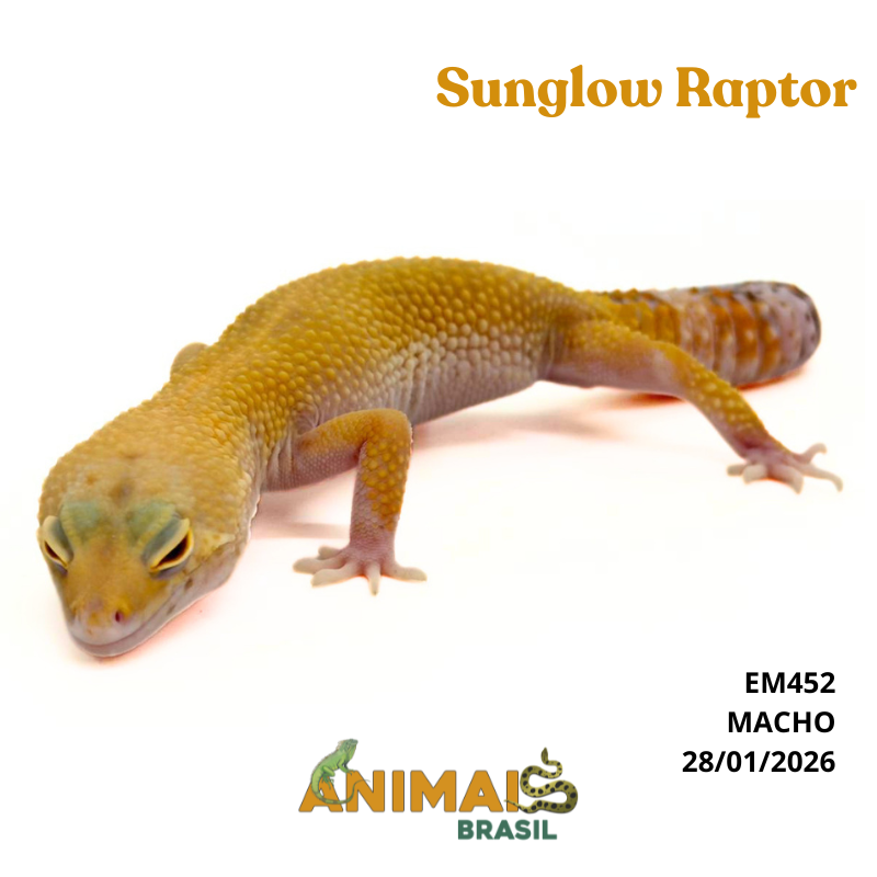Gecko (Lagartixa Leopardo) - Em452 - Sunglow Raptor