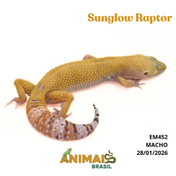 Gecko (Lagartixa Leopardo) - Em452 - Sunglow Raptor