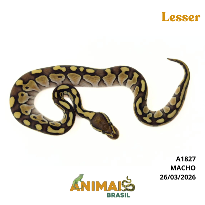 Píton bola - (Python regius) - A1827 - Lesser
