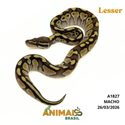 Píton bola - (Python regius) - A1827 - Lesser