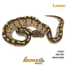 Píton bola - (Python regius) - A1827 - Lesser