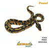 Píton bola - (Python regius) - A1835 - Pastel