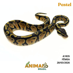 Píton bola - (Python regius) - A1835 - Pastel