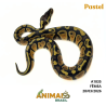 Píton bola - (Python regius) - A1835 - Pastel