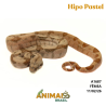 Jiboia Bci (Boa constrictor imperator) - A1687 - Hipo Pastel