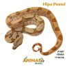 Jiboia Bci (Boa constrictor imperator) - A1687 - Hipo Pastel