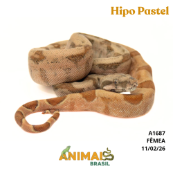 Jiboia Bci (Boa constrictor...