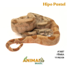 Jiboia Bci (Boa constrictor imperator) - A1687 - Hipo Pastel