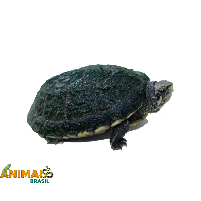 Muçuã - (Kinosternon scorpioides)