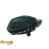 Muçuã - (Kinosternon scorpioides)