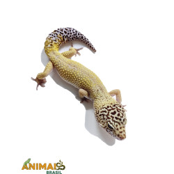 Gecko (Lagartixa Leopardo) Em022