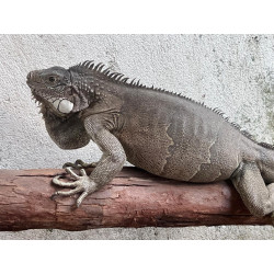Iguana - El Salvador +...
